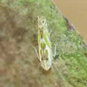 Alconeura unipuncta - photo 3