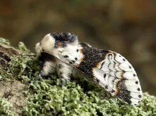Alder Kitten