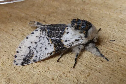 Alder Kitten - photo 2