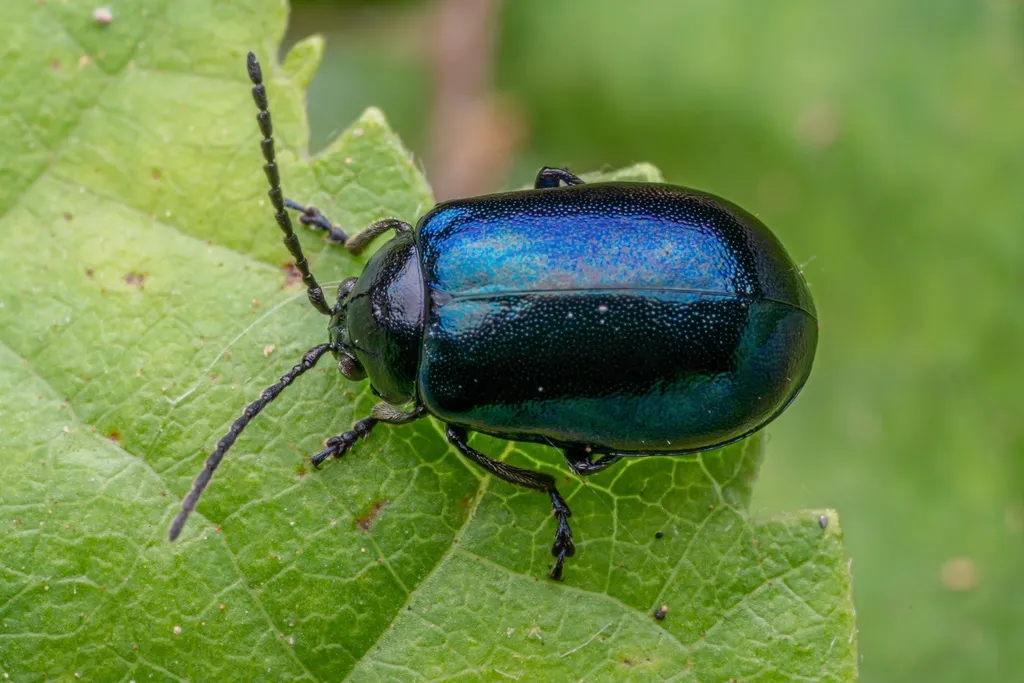 Alder Leaf Beetle - photo 2