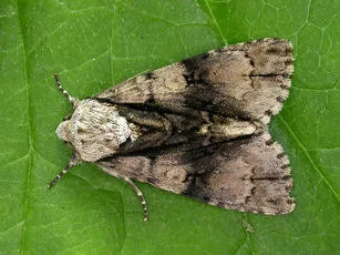 Alder Moth