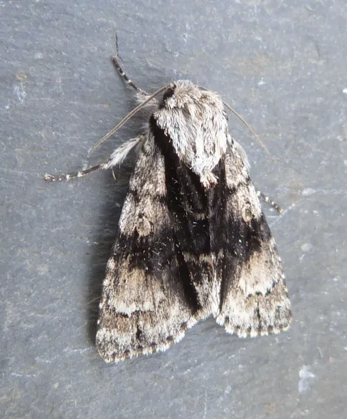 Alder Moth - photo 2