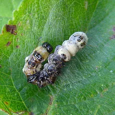 Alder Moth - photo 3