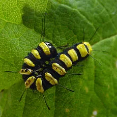 Alder Moth - photo 4