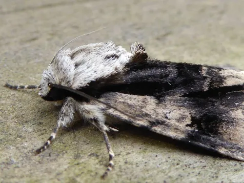 Alder Moth - photo 5