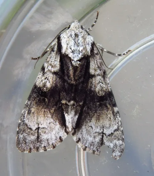 Alder Moth - photo 6