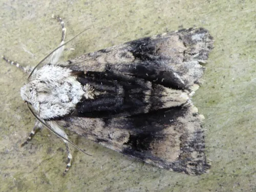 Alder Moth - photo 7