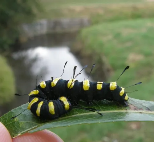 Alder Moth - photo 8