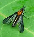 Aldrichia auripuncta