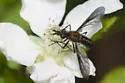 Aldrichia auripuncta - photo 2