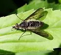 Aldrichia ehrmanii - photo 2