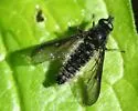 Aldrichia ehrmanii - photo 3