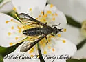 Aldrichia ehrmanii - photo 4