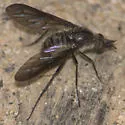 Aldrichia ehrmanii - photo 5