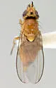 Aldrichiomyza agromyzina