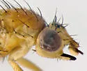 Aldrichiomyza agromyzina - photo 3