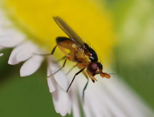 Aldrichiomyza elephas