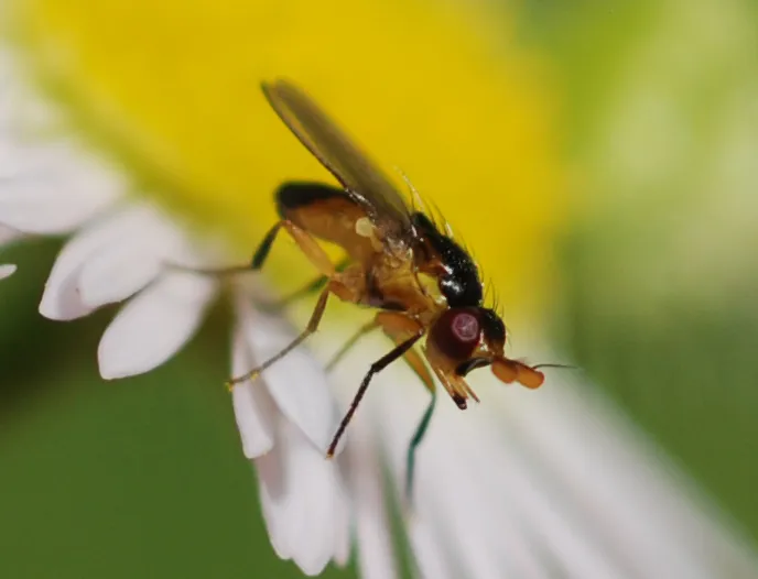 Aldrichiomyza elephas - photo 3