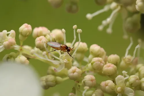 Aldrichiomyza koreana