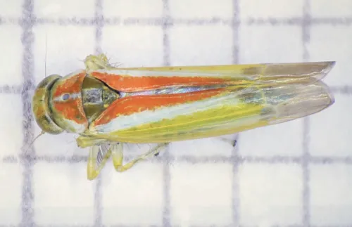 Alebra albostriella