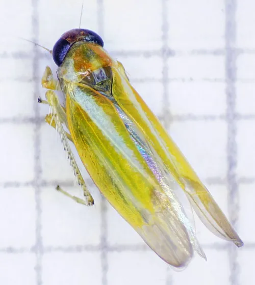 Alebra albostriella - photo 2