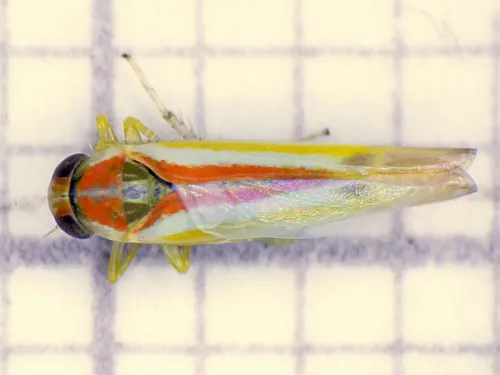Alebra albostriella - photo 3