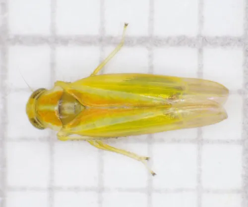 Alebra albostriella - photo 4