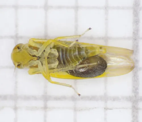 Alebra albostriella - photo 5