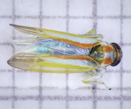Alebra albostriella - photo 6
