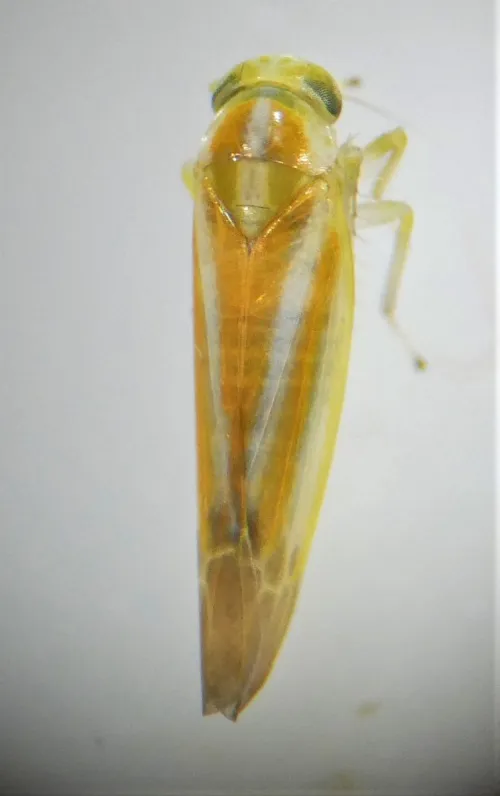 Alebra albostriella - photo 7