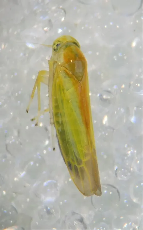 Alebra albostriella - photo 8