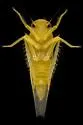 Alebra aurea - photo 5