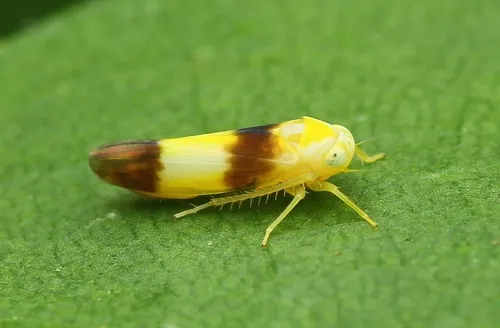 Alebra bicincta