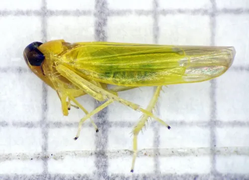 Alebra coryli - Alebra coryli