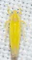 Alebra eburnea - photo 3