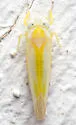Alebra elegans - photo 3