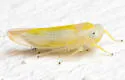 Alebra elegans - photo 4