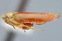 Alebra elegans - photo 5