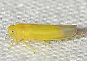 Alebra floridae