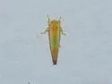 Alebra floridae - photo 3