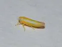 Alebra floridae - photo 4
