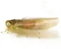 Alebra fumida - photo 3