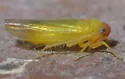 Alebra rubrafrons
