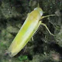 Alebra thoracica