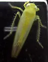 Alebra thoracica - photo 2