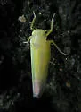 Alebra wahlbergi - Alebra wahlbergi