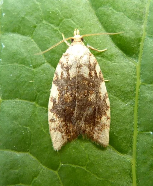 Aleimma loeflingiana