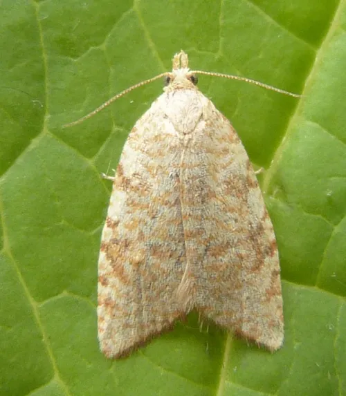 Aleimma loeflingiana - photo 2