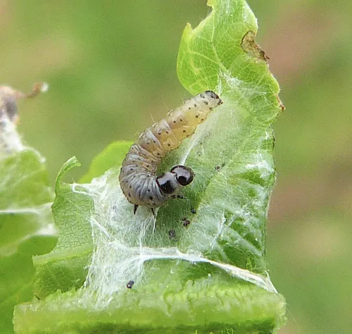 Aleimma loeflingiana - photo 3