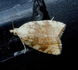 Aleimma loeflingiana - photo 4